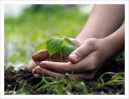 A pair of hands holding a plant